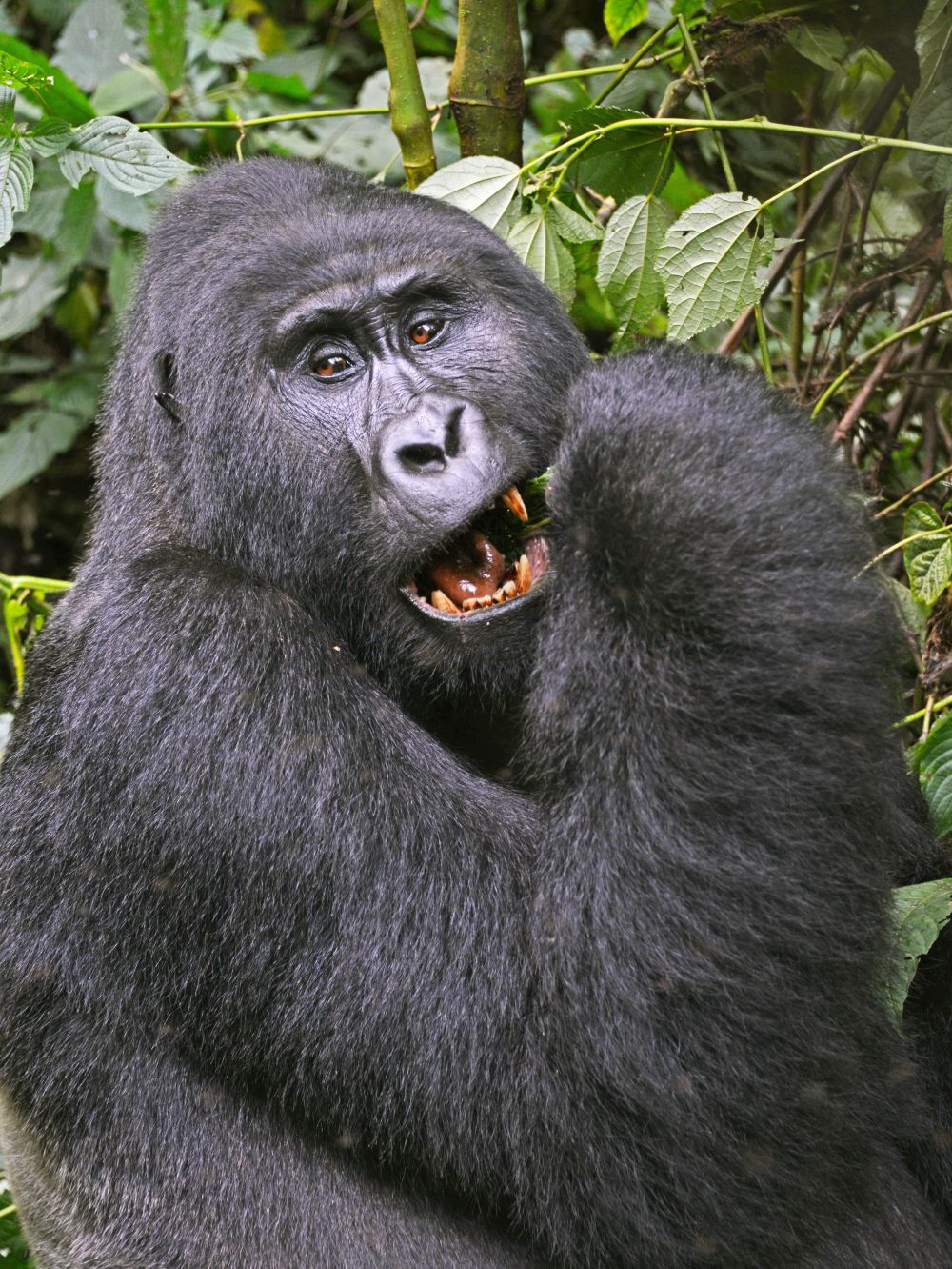 Chimpanzee Trekking in Nyungwe Forest National Park